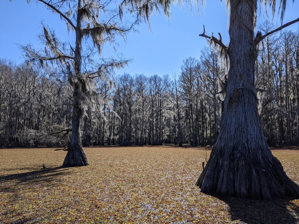 Caddo Lake: A Different Sort Of&nbsp;Getaway