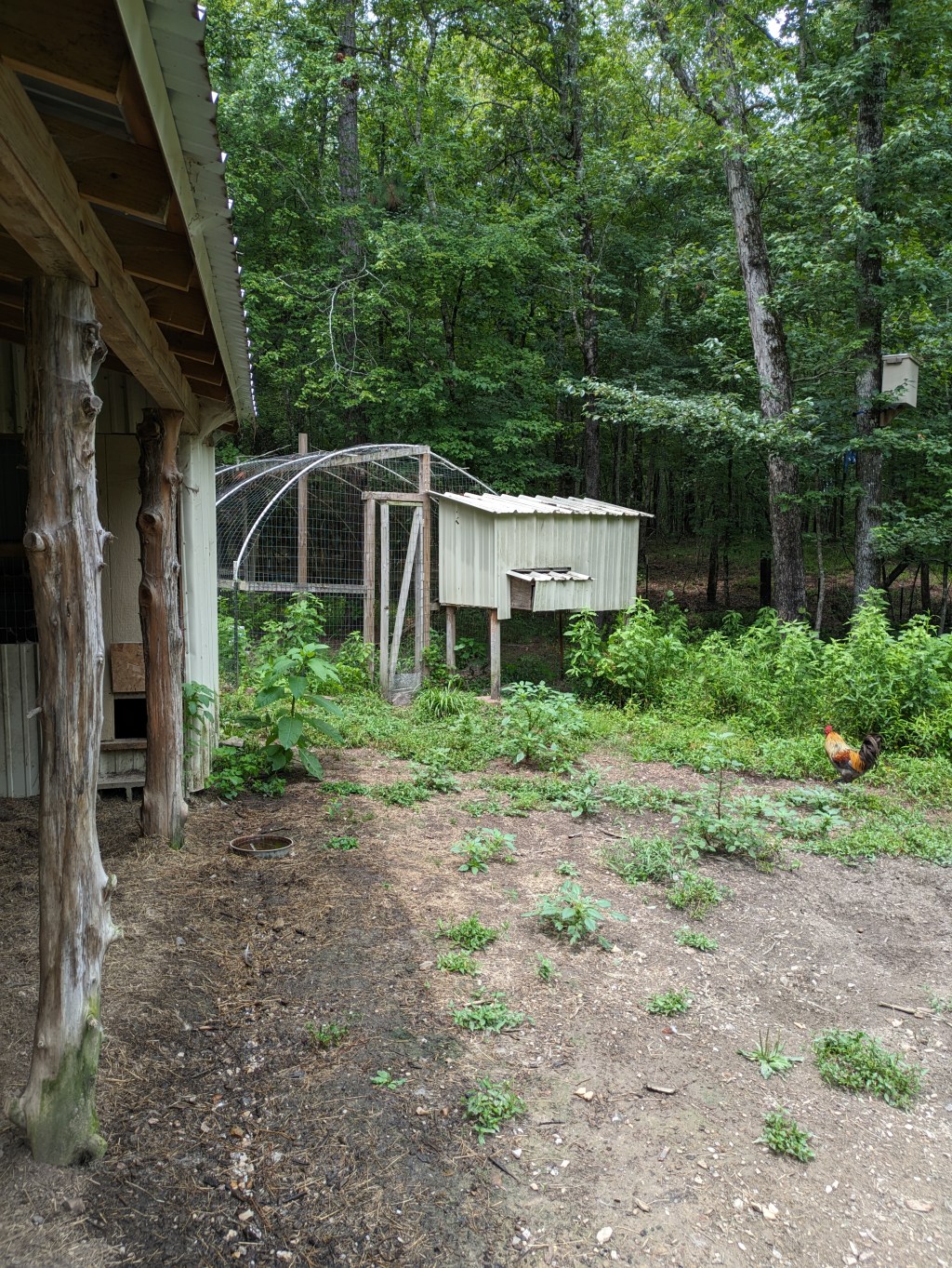 Semi-Homesteading: The Simple&nbsp;Life